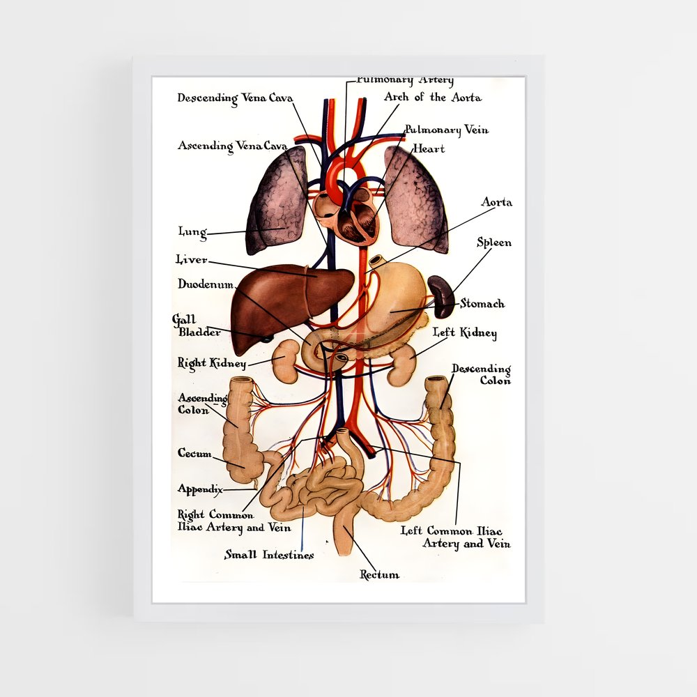 ap-organs-1 cadre Blanc