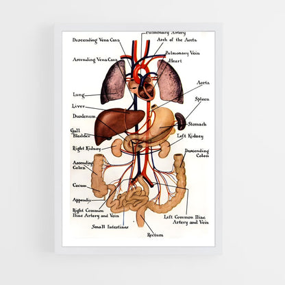 ap-organs-1 cadre Blanc