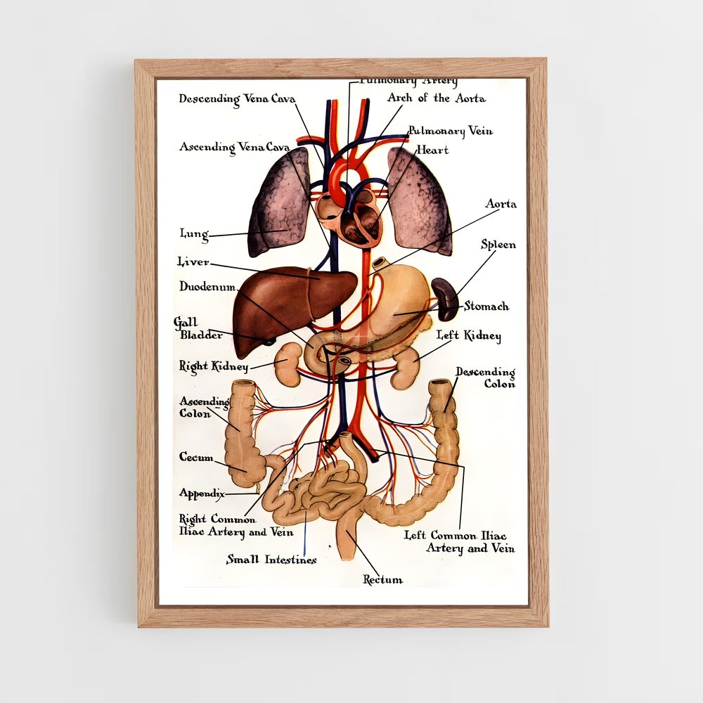 ap-organs-1 cadre Bois clair