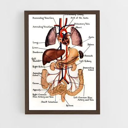 ap-organs-1 cadre Bois foncé