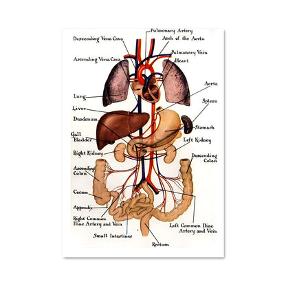 Poster Organs 17488