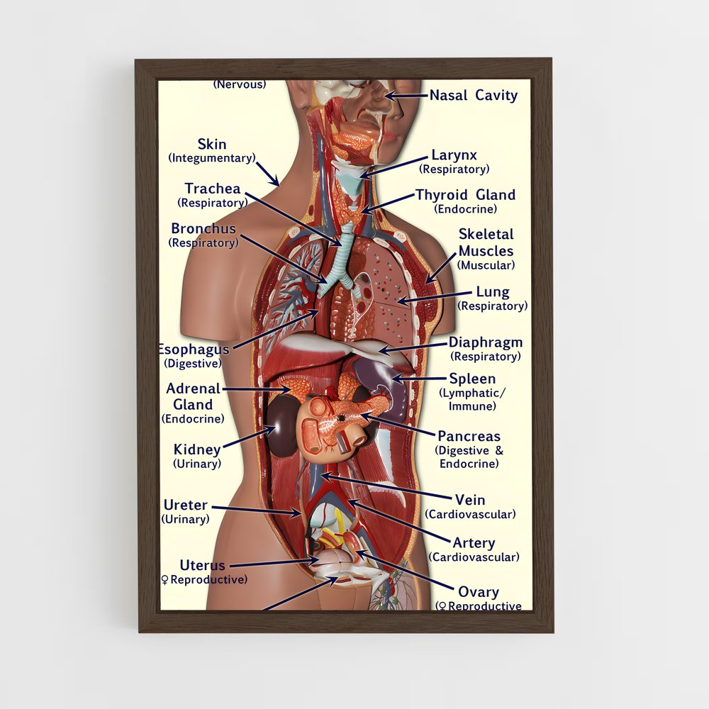ap-organs-2 cadre Bois foncé