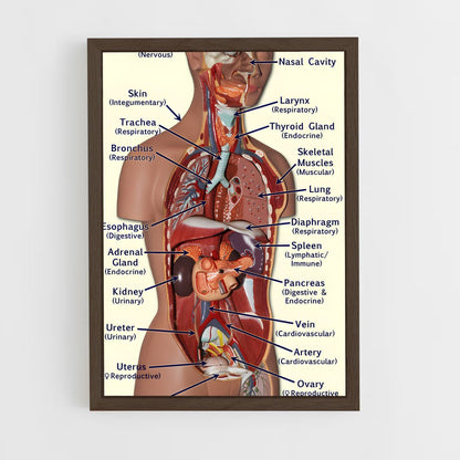 ap-organs-2 cadre Bois foncé