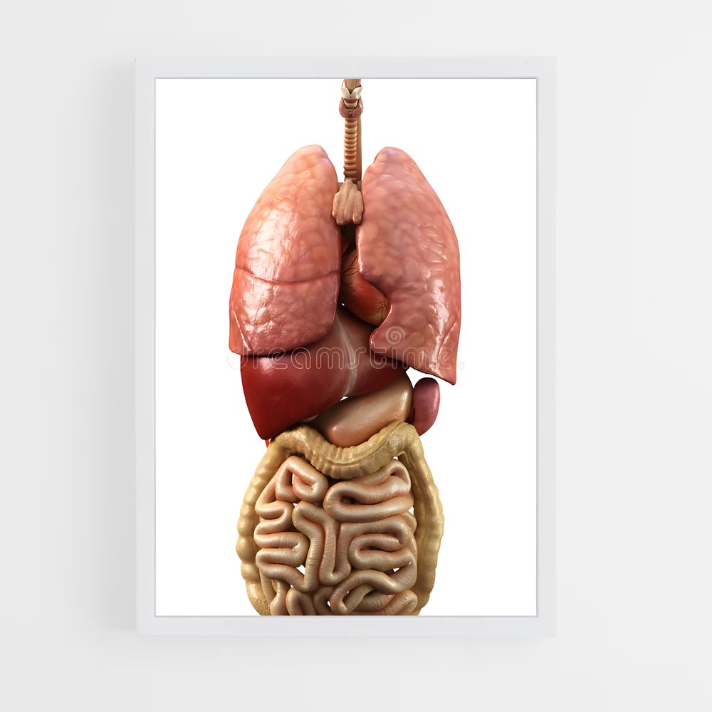 ap-organs-3 cadre Blanc