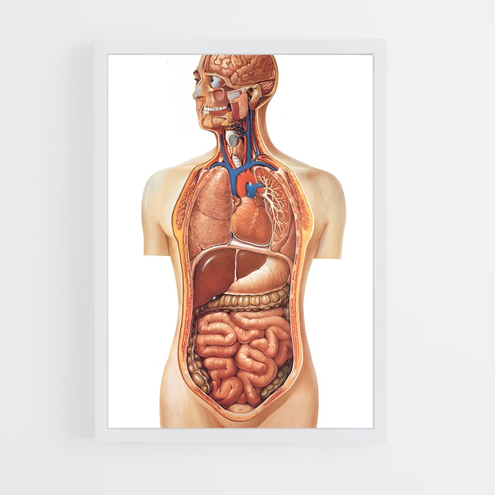 ap-organs-4 cadre Blanc