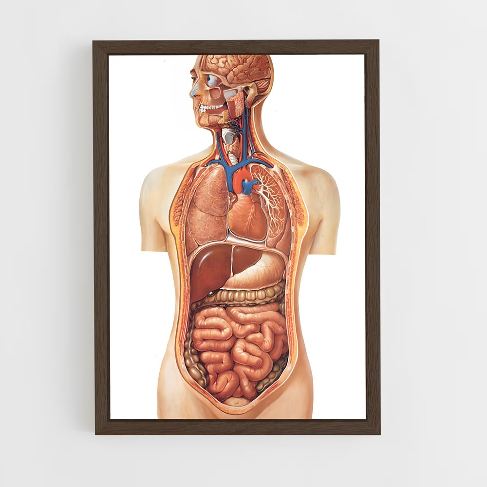 ap-organs-4 cadre Bois foncé