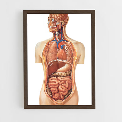 ap-organs-4 cadre Bois foncé