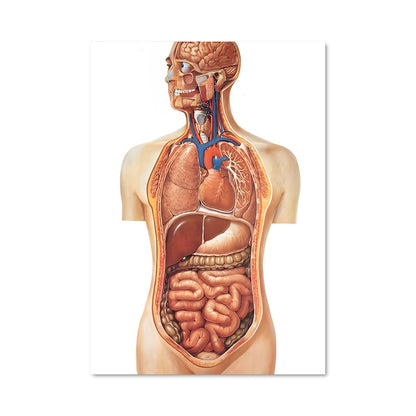 Poster Anatomie Céleste