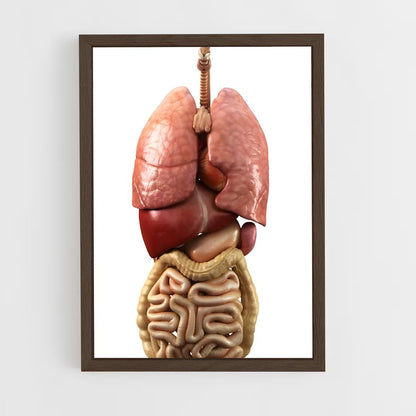 ap-organs-7 cadre Bois foncé