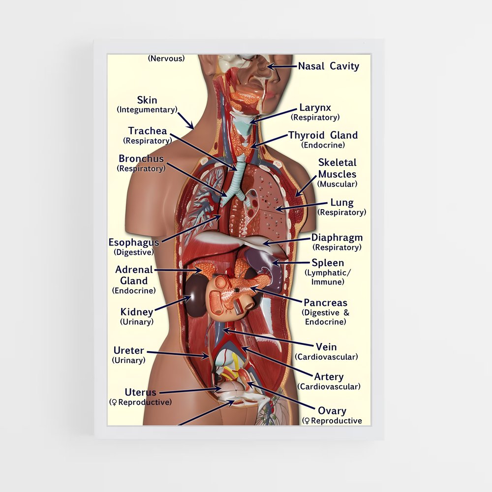 ap-organs-8 cadre Blanc