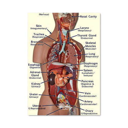 Poster Anatomie Féminine