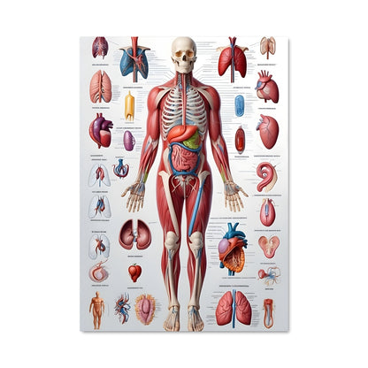 Poster Organs 17819