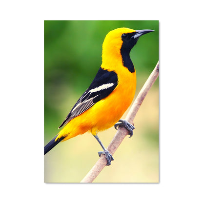 Poster Chant d'Oriole