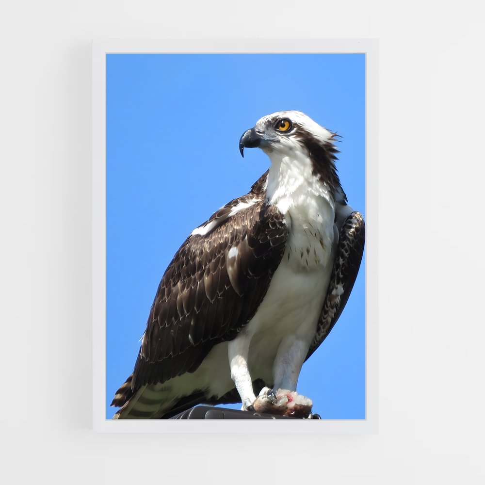 ap-osprey-5 cadre Blanc