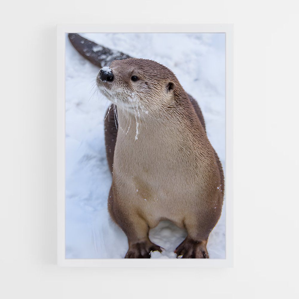 ap-otter-4 cadre Blanc