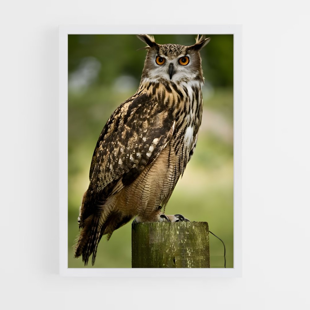 ap-owl-11 cadre Blanc