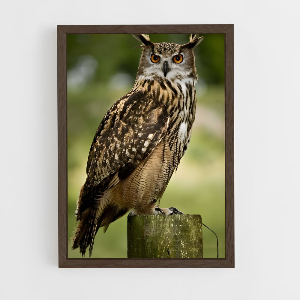 ap-owl-11 cadre Bois foncé