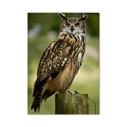 Poster Hibou Sage
