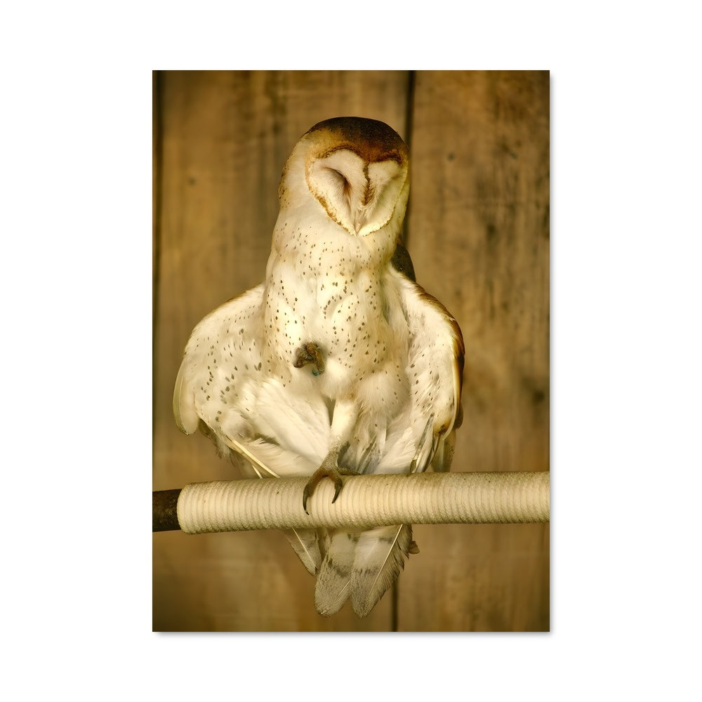 Poster Hibou des Vents