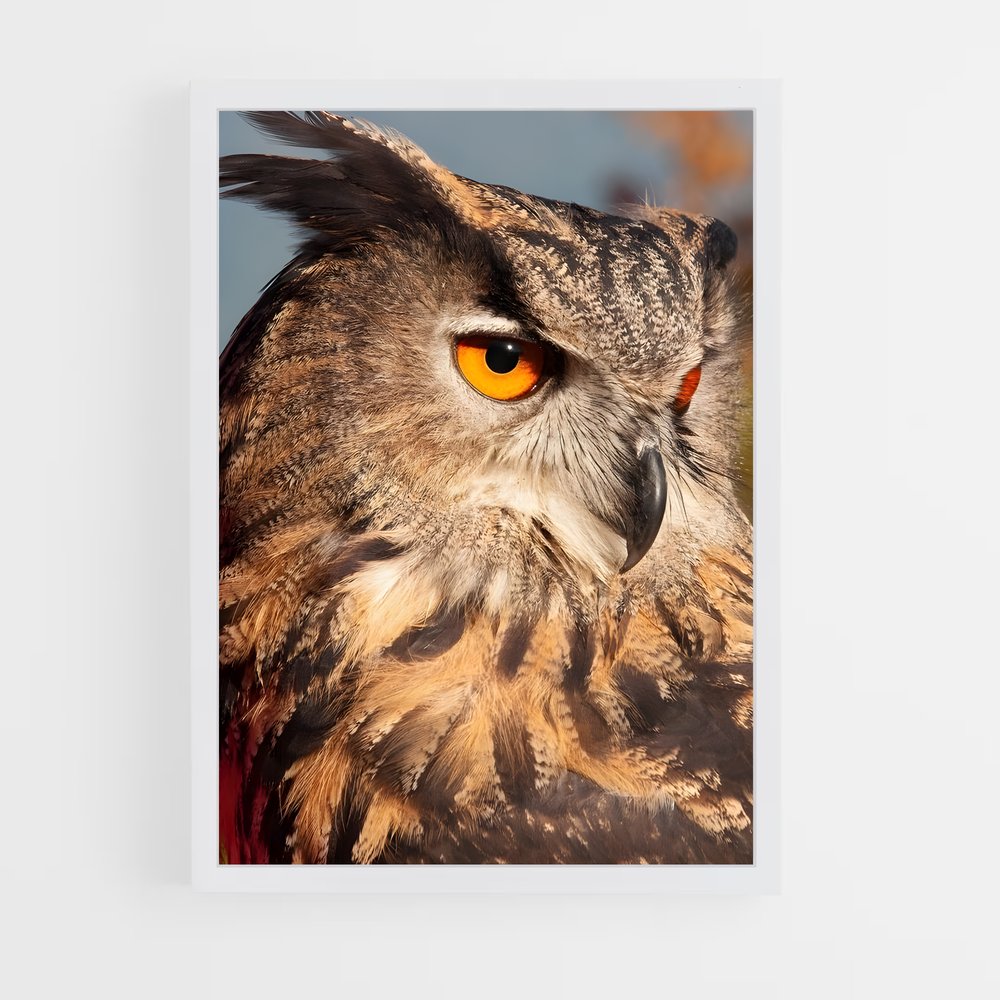 ap-owl-14 cadre Blanc