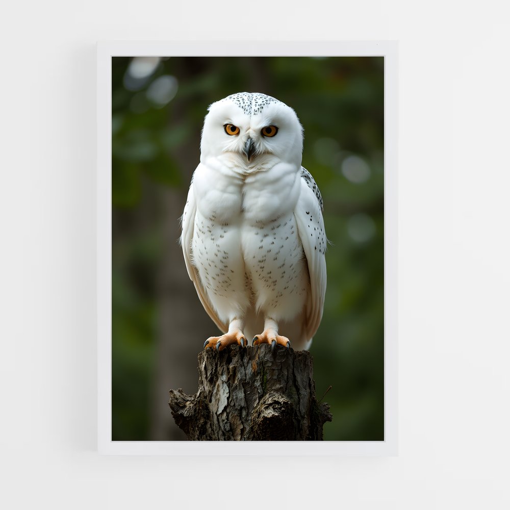 ap-owl-5 cadre Blanc