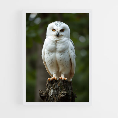 ap-owl-5 cadre Blanc