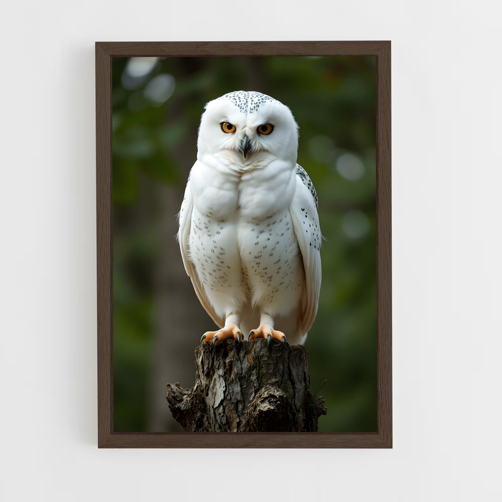ap-owl-5 cadre Bois foncé