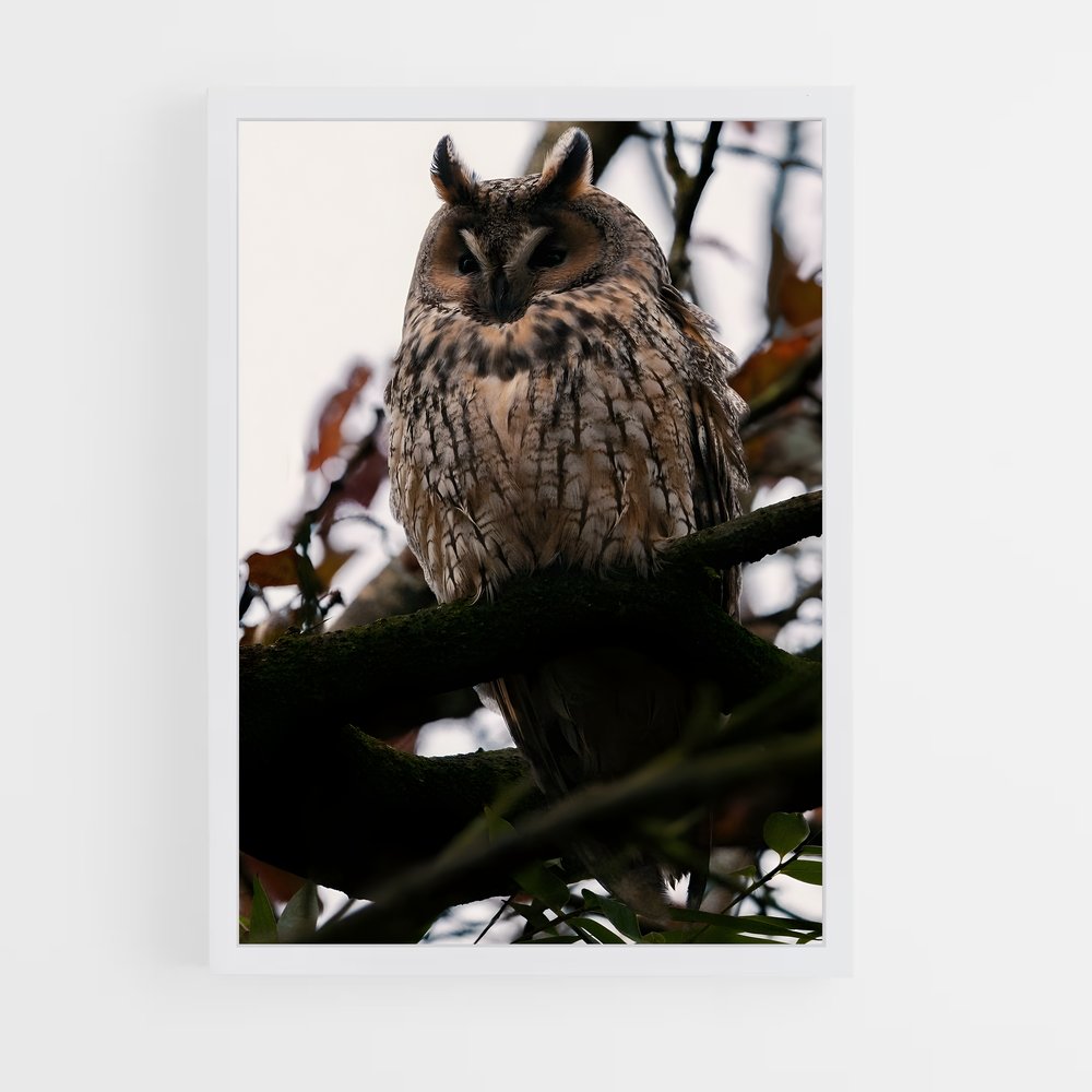 ap-owl-7 cadre Blanc