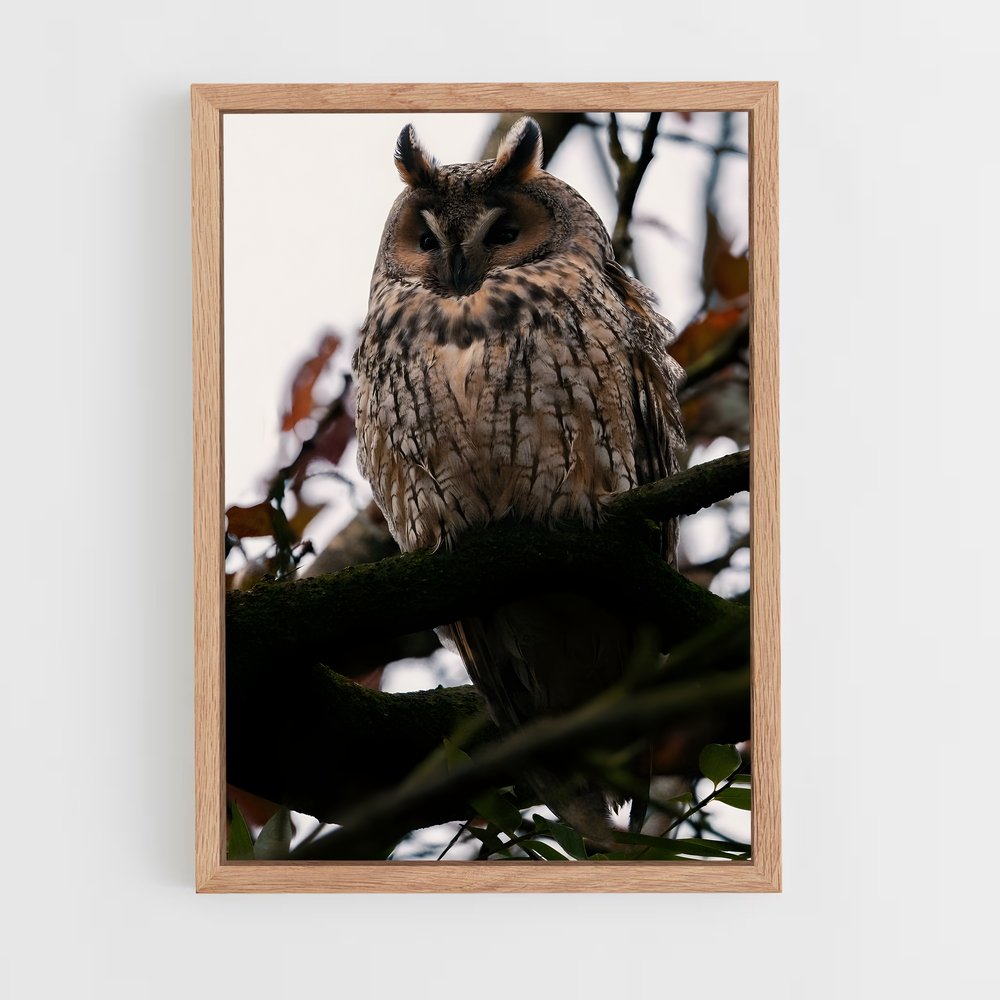 ap-owl-7 cadre Bois clair