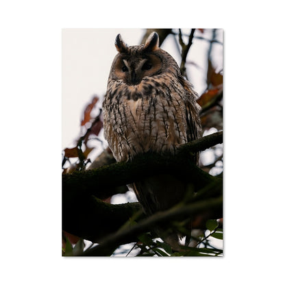 Poster Hibou Serein