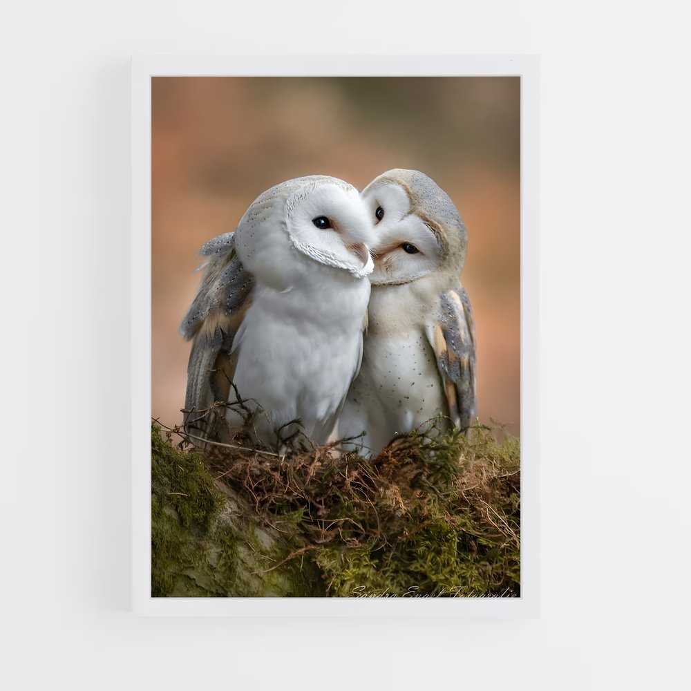 ap-owl-8 cadre Blanc