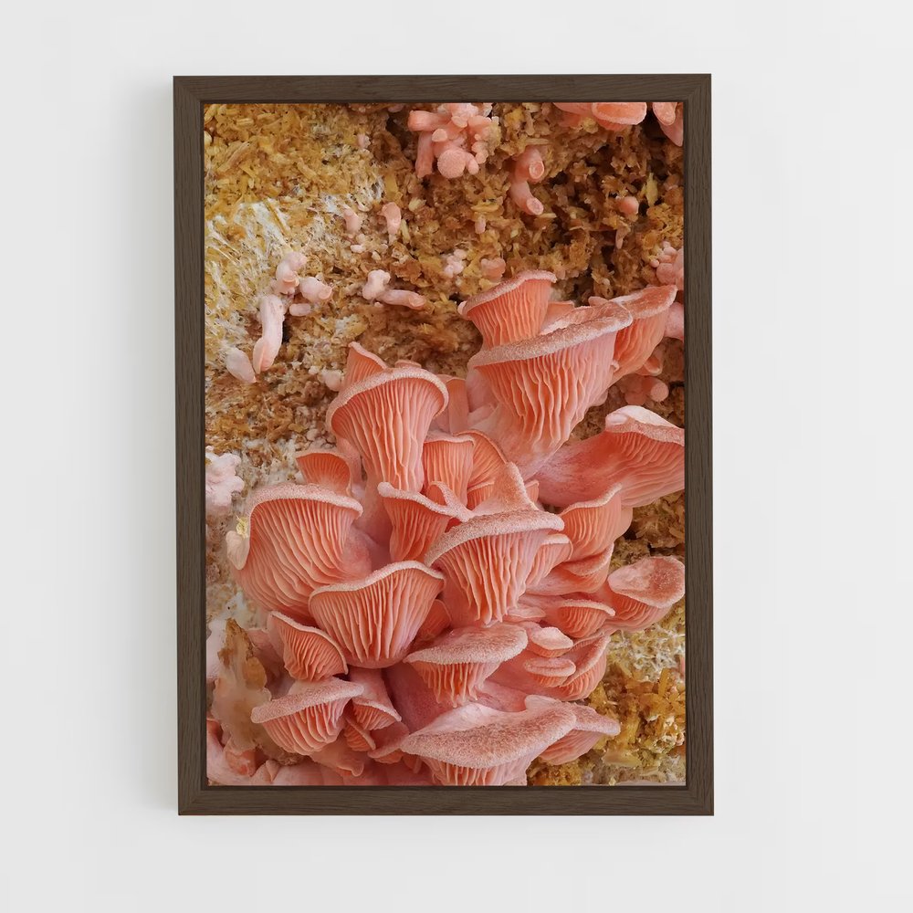 ap-oyster mushroom-1 cadre Bois foncé