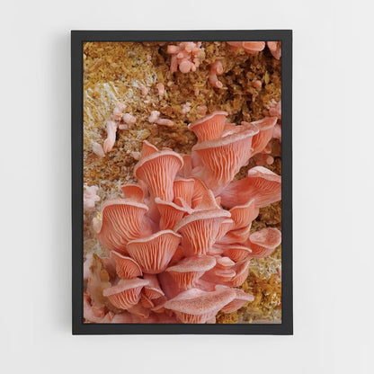 ap-oyster mushroom-1 cadre Noir