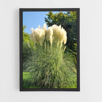 ap-pampas grass-1 cadre Noir