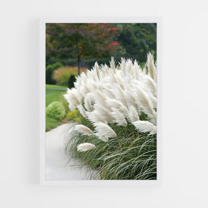 ap-pampas grass-2 cadre Blanc