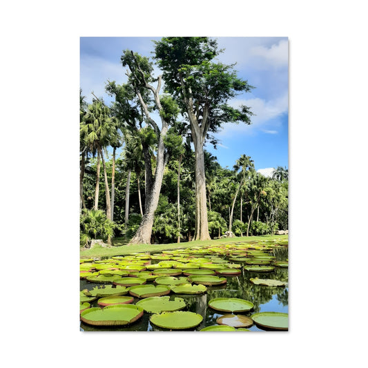 Poster Jardin Aquatique