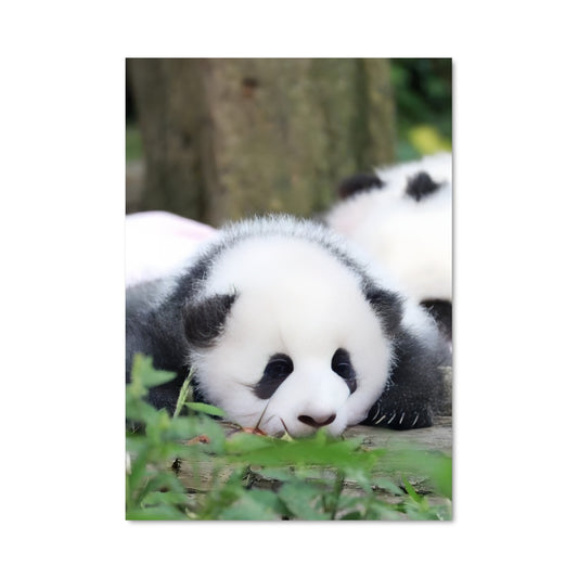 Poster Douceurs de Bambou