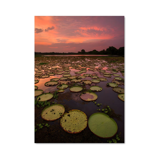 Poster Crépuscule Aquatique