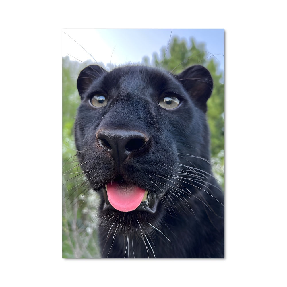 Poster Panther Sauvage