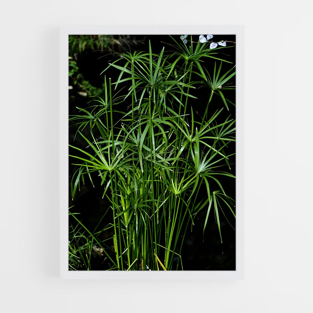 ap-papyrus-1 cadre Blanc
