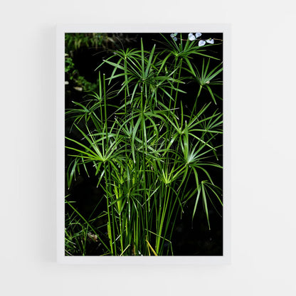 ap-papyrus-1 cadre Blanc