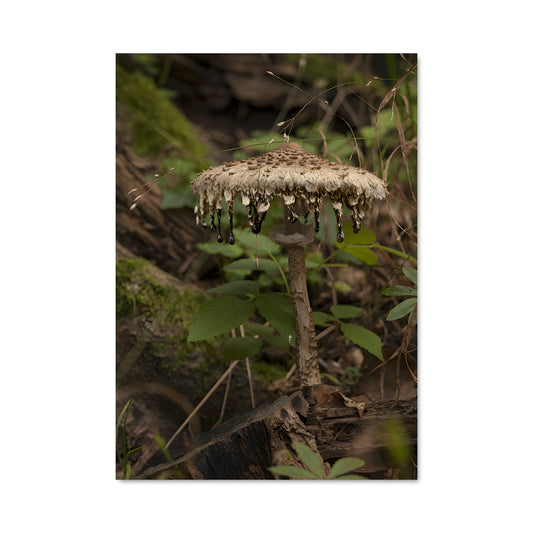 Poster Gouttes de Parasol