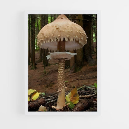 ap-parasol mushroom-1 cadre Blanc