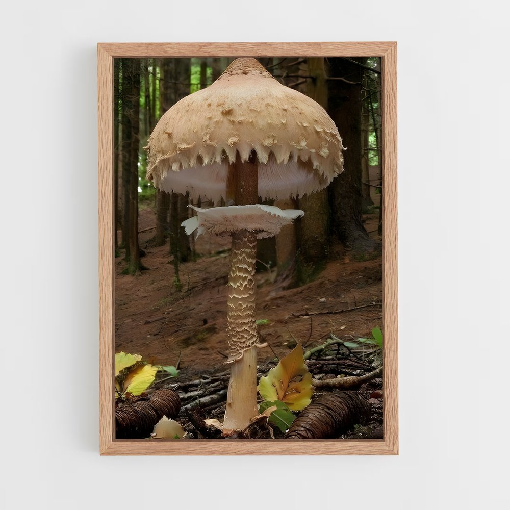 ap-parasol mushroom-1 cadre Bois clair