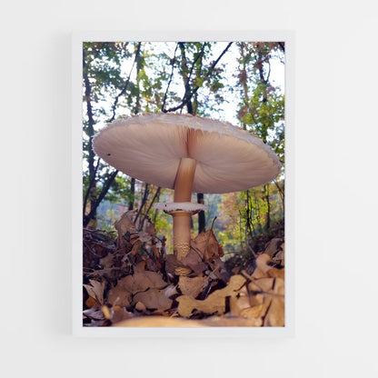 ap-parasol mushroom-4 cadre Blanc