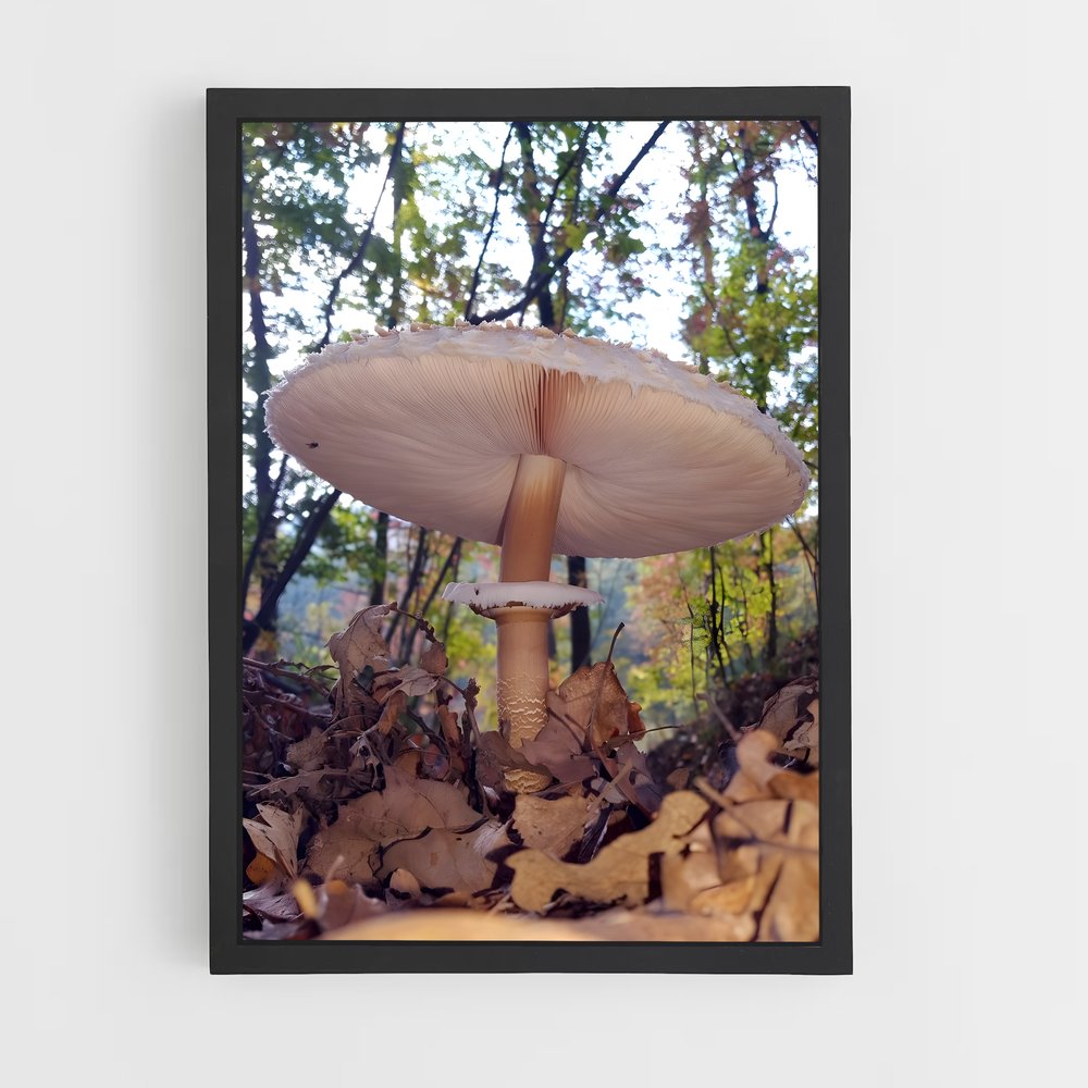 ap-parasol mushroom-4 cadre Noir