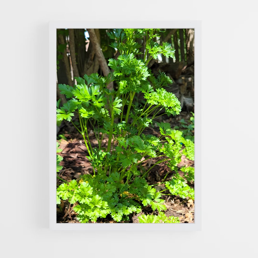 ap-parsley-3 cadre Blanc