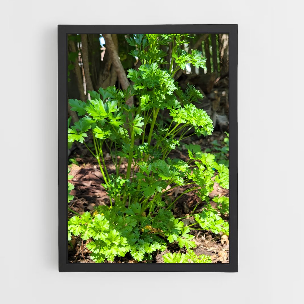 ap-parsley-3 cadre Noir