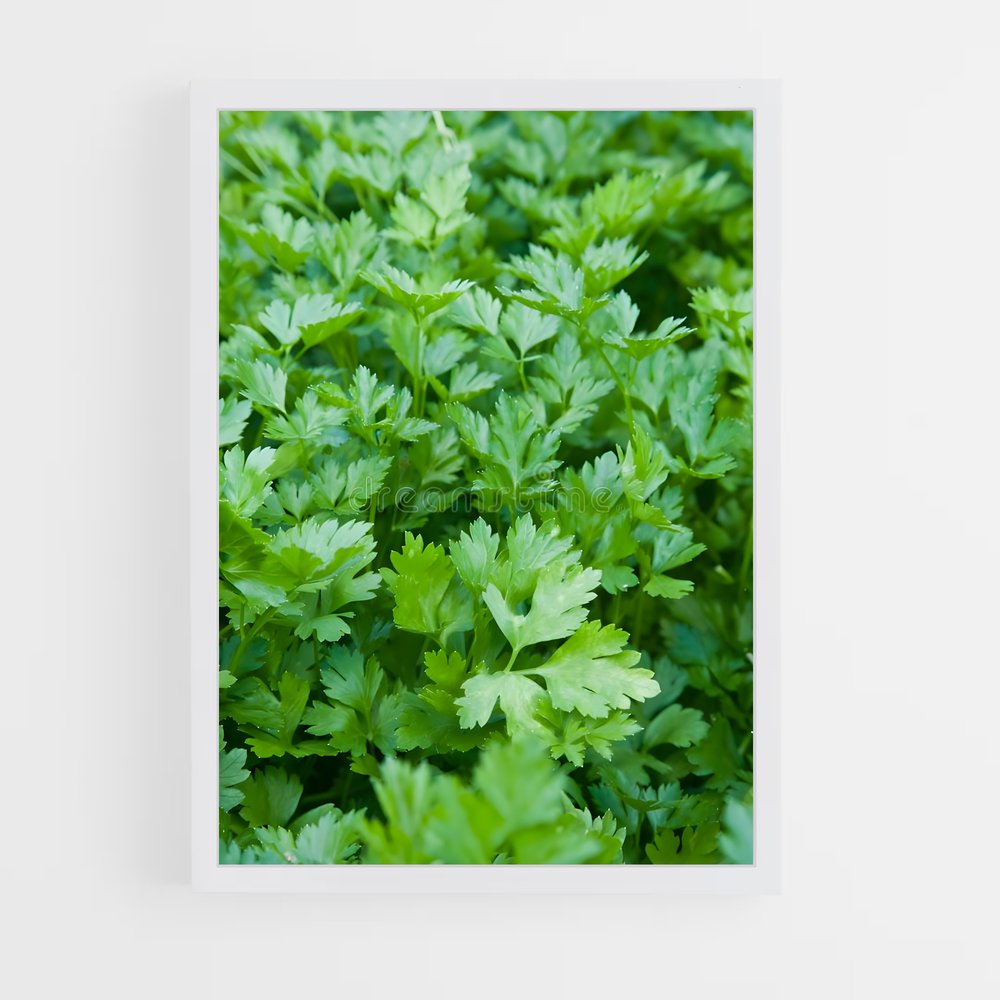 ap-parsley-4 cadre Blanc