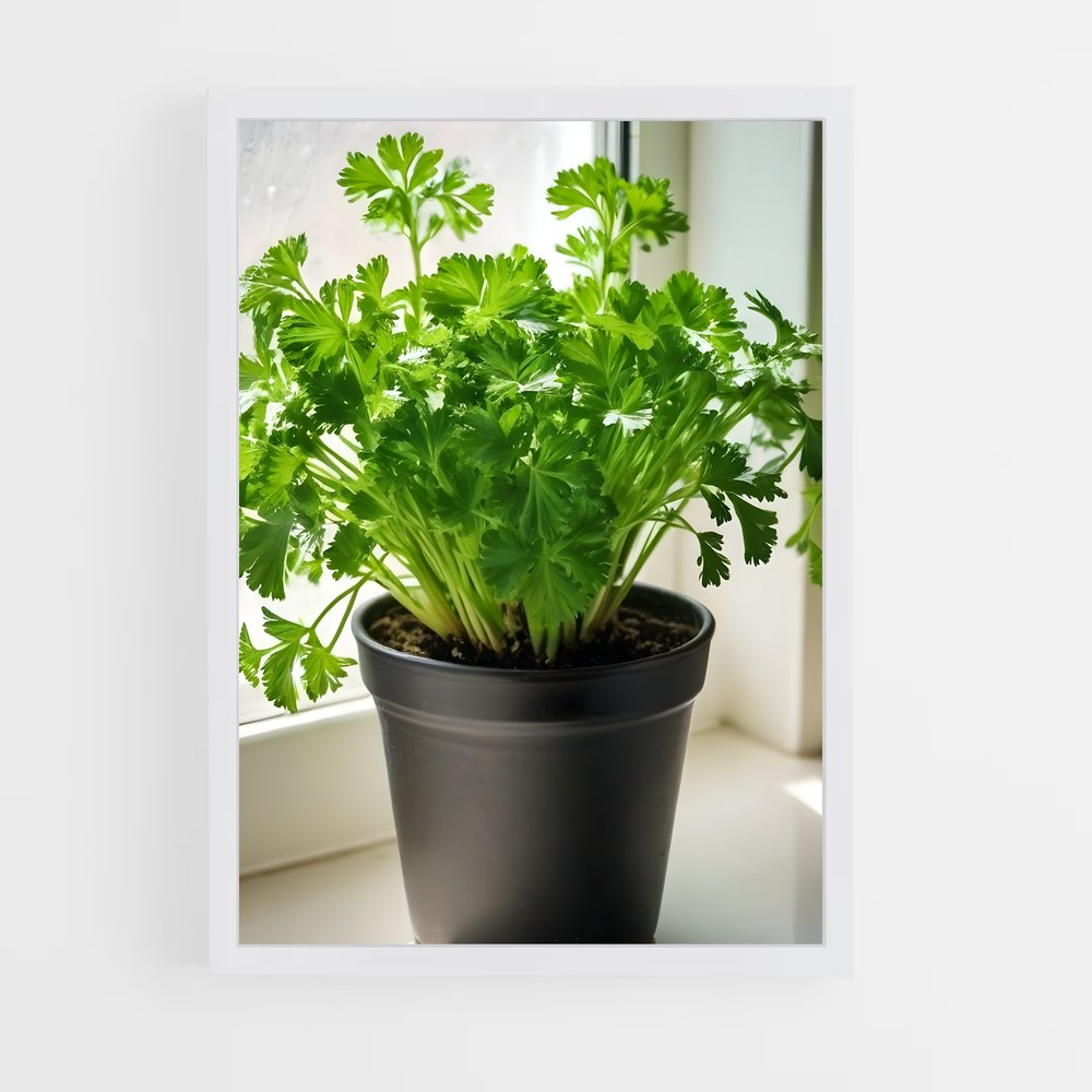 ap-parsley-5 cadre Blanc